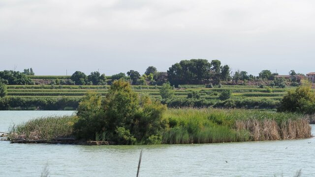 beautiful islands of reeds and birds, refuge and nesting place for fauna, in lake ivars and viala sana, lerida, spain, europe