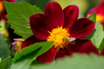 A wild bee collects nectar from a bright red large flower in summer.