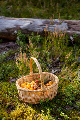 picking season and leisure concept - close up of mushrooms and berries in basket in forest