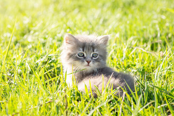 Naklejka na ściany i meble Cat sitting on green grass, having rest. Little gray kitten playing outdoor