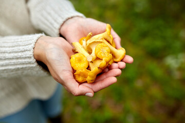 picking season, nature and forest concept - close up of young woman holding chanterelle mushrooms in hands - obrazy, fototapety, plakaty