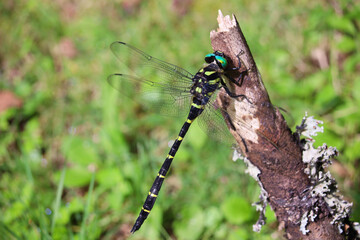 オニヤンマ © Tozawa