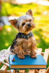 Cute portrait of a Yorkshire Terrier dog sitting in the garden with book in summer