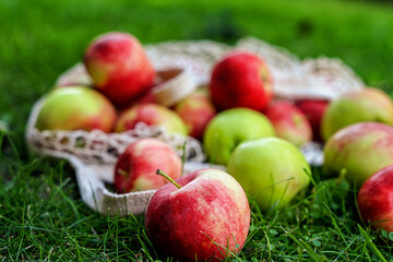 Apples scattered on the grass from a cotton mesh bag. Village concept and harvest