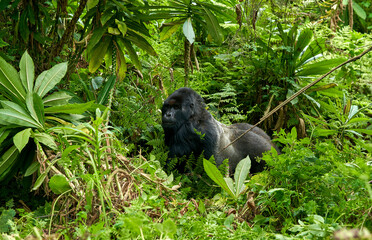 gorillas in the wild habitat