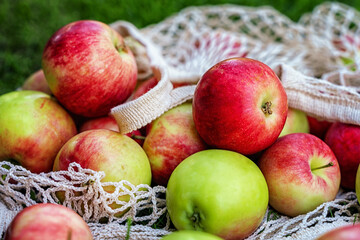 Apples scattered on the grass from a cotton mesh bag. Village concept and harvest