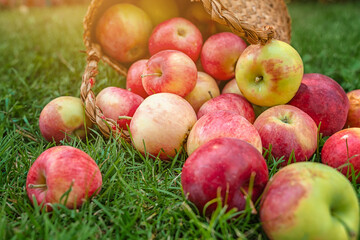 Apples scattered on the grass from a wicker basket. Harvested crop outdoor.