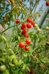 Cherry tomatoes on a branch in the garden