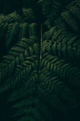 green fern leaves