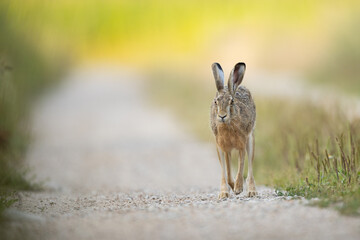 Fototapeta premium European brown hare (Lepus europaeus)