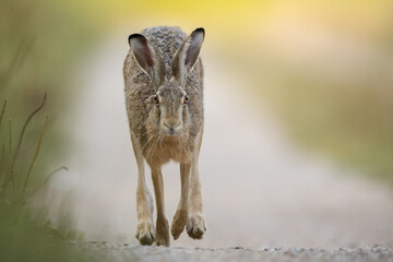 European brown hare (Lepus europaeus)