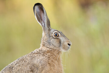 European brown hare (Lepus europaeus)
