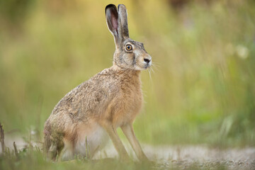 European brown hare (Lepus europaeus) - obrazy, fototapety, plakaty