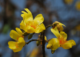 Yellow Silk Cotton or Butter-Cup or ochlospermum regium it is a deciduous tree that is native to South America.