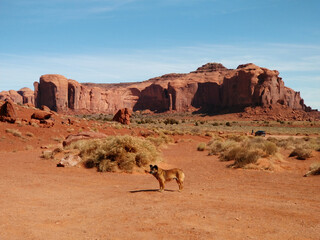 Dog on the background of the rocks of the Monument Valley USA