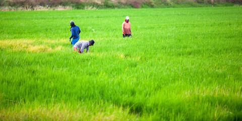 Trabajadores en campos de arroz. Sueca, Valencia.