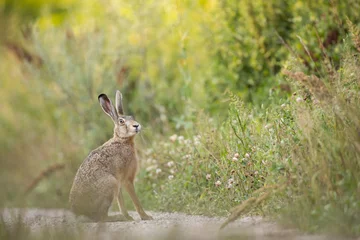 Foto op Aluminium European brown hare (Lepus europaeus) © szczepank