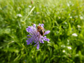 a bee sitting on a purple flower