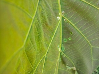 close up of a leaf