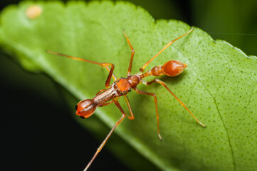 Many species jumping spiders are in mimicry of ants. Male Ant Mimic Jumping Spider. They are excellent ambush hunter and hunts ants as the name implies. The formidable claws are well hidden under.