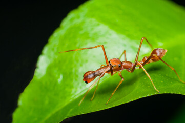 Many species jumping spiders are in mimicry of ants. Male Ant Mimic Jumping Spider. They are excellent ambush hunter and hunts ants as the name implies. The formidable claws are well hidden under.