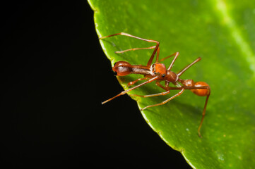 Many species jumping spiders are in mimicry of ants. Male Ant Mimic Jumping Spider. They are excellent ambush hunter and hunts ants as the name implies. The formidable claws are well hidden under.