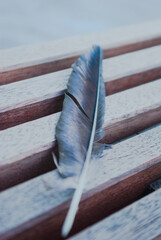 feather on the table