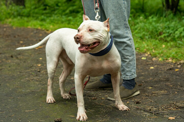 A kind white American pit bull terrier