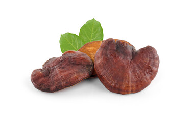 Ganoderma Lucidum Mushroom isolated on white background