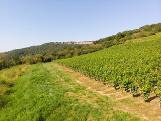 Fototapeta na wymiar Vue aérienne de vignes et de la campagne en été. Vue aérienne de la campagne