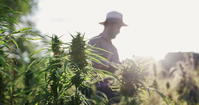 Close up of hemp farmer inspecting cannabis field shot in 4k super slow motion
