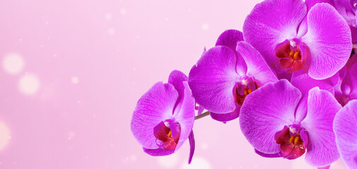 Beautiful orchid flower over pink background with bokeh.