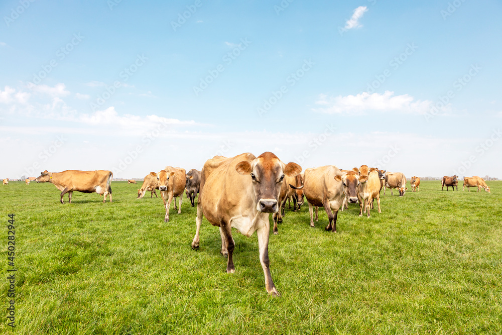 Wall mural Group of jersey cows grazing in the pasture, peaceful and sunny in Dutch Friesian landscape of flat land with a blue sky and a horizon, wide panoramic view - Wall murals