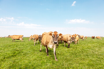 Fototapeta na wymiar Group of jersey cows grazing in the pasture, peaceful and sunny in Dutch Friesian landscape of flat land with a blue sky and a horizon, wide panoramic view