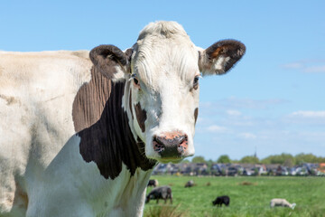 Cow portrait of a calm white and brown bovine, with pink nose