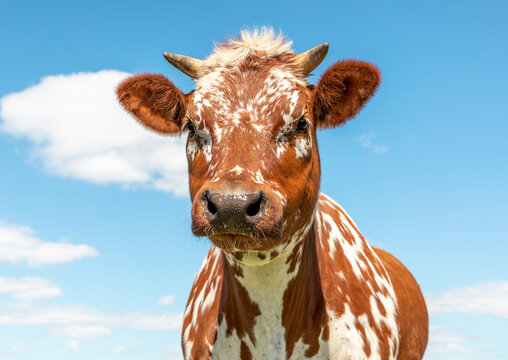 Portrait Of A Cow Red Mottled Freckled, In Holland, With Small Horns And Blue Background