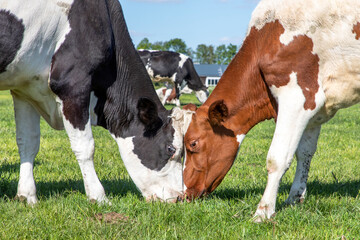 Two cows rubbing heads, lovingly and playful, cuddling or fighting, together in a pasture under a blue sky