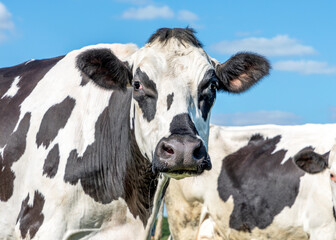 Mature cow, mottled black and white, grumpy looking, black nose