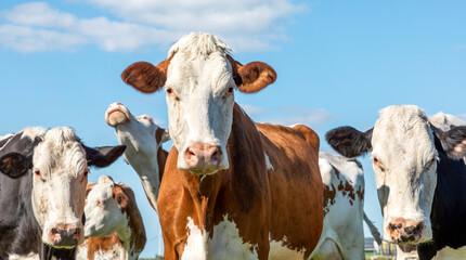 Cow white faces together and looking under a blue sky and wide view