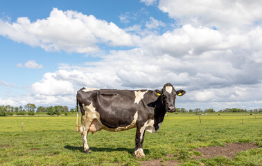 Black ans white cow, friesian holstein, standing on grass in a field