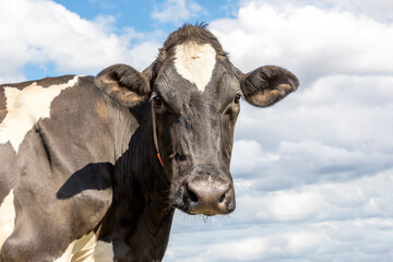 Mature cow, black and white seriously calm looking, black nose, in front of  a blue cloudy sky.