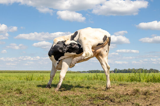 Cow, heifer, licking under hind leg, with an itch, tiny baby udder