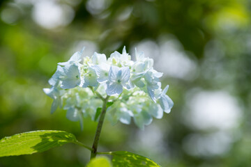 あじさいの花　千葉県成田市　日本