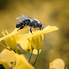 schwarze Biene auf Blume beim Nektar einbringen