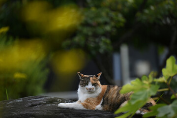 庭でくつろぐ猫（11歳）