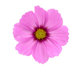 Isolated cosmos flower on white background close up