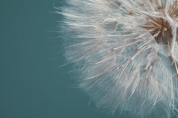 Beautiful fluffy dandelion flower on green background, closeup. Space for text
