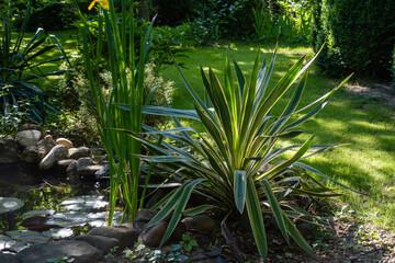 Yucca gloriosa Variegata on banks of small garden pond. Beautiful striped yucca leaves of gloriosa variegata on green blurred background. Evergreen landscaped garden. Nature concept for design.