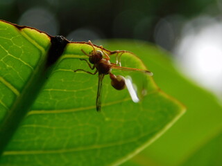 ant on leaf