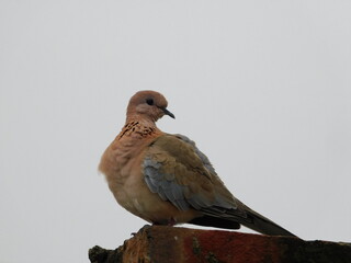 bird on a fence